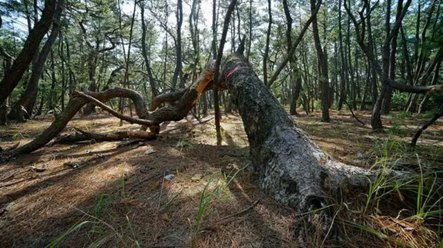 虹の松原:佐賀の松林に宿る心中霊の不気味な囁きと恋の怨嗟