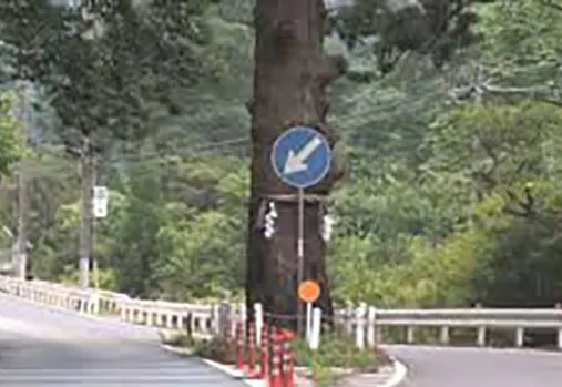 日立の一本杉：神木と事故の霊的恐怖