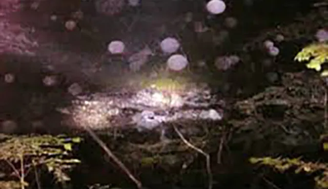 花魁淵の心霊噂：55人の遊女の霊と滝に響く叫び声の真相