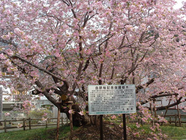 北海道 心霊スポット 松前公園の血脈桜