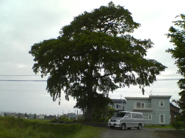 恵庭の御神木：切れない木に宿る祟りの巨木御神木ハルニレの謎めいた起源
