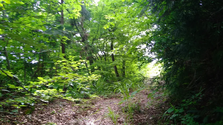 新潟県 心霊スポット　イセ峠（治郎ヶ峰）