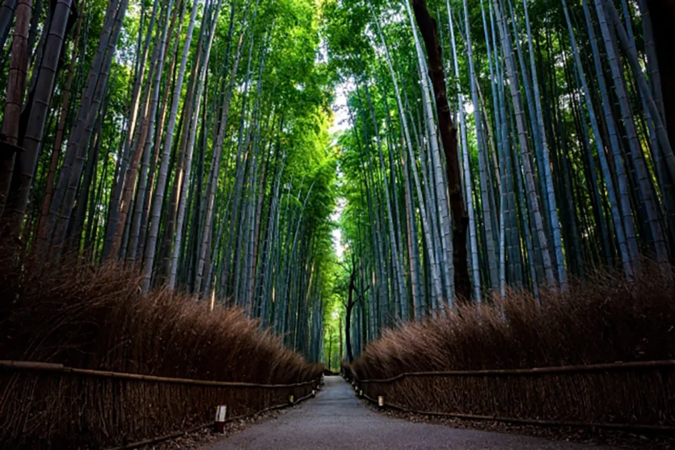 京都府 心霊スポット 嵐山（竹林の小径）