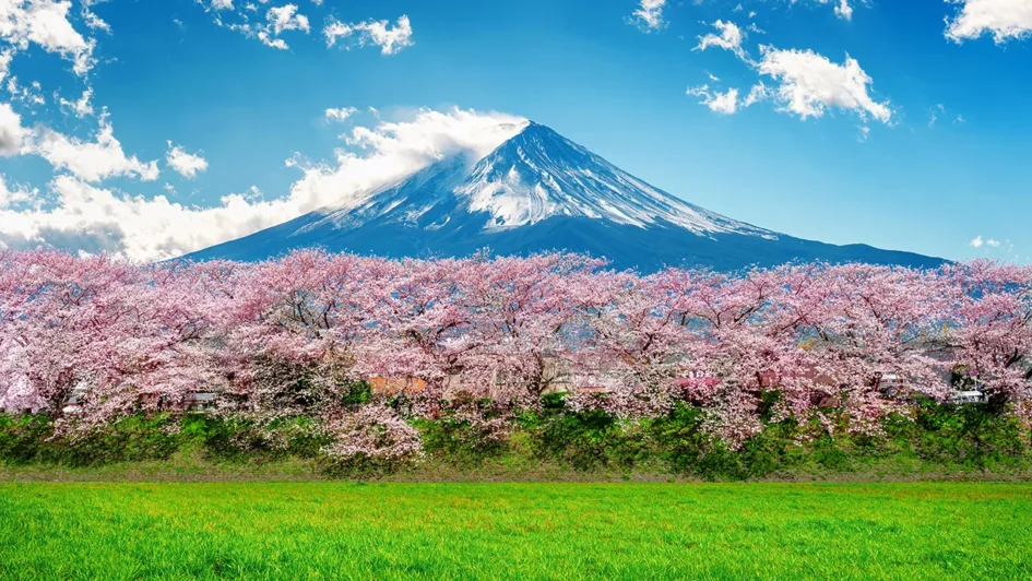 1.青木ヶ原樹海（山梨県）- 富士山麓の桜とミステリー