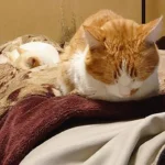 金縛り解除マニュアル:心霊スポット帰りの睡眠麻痺を科学と実践で克服