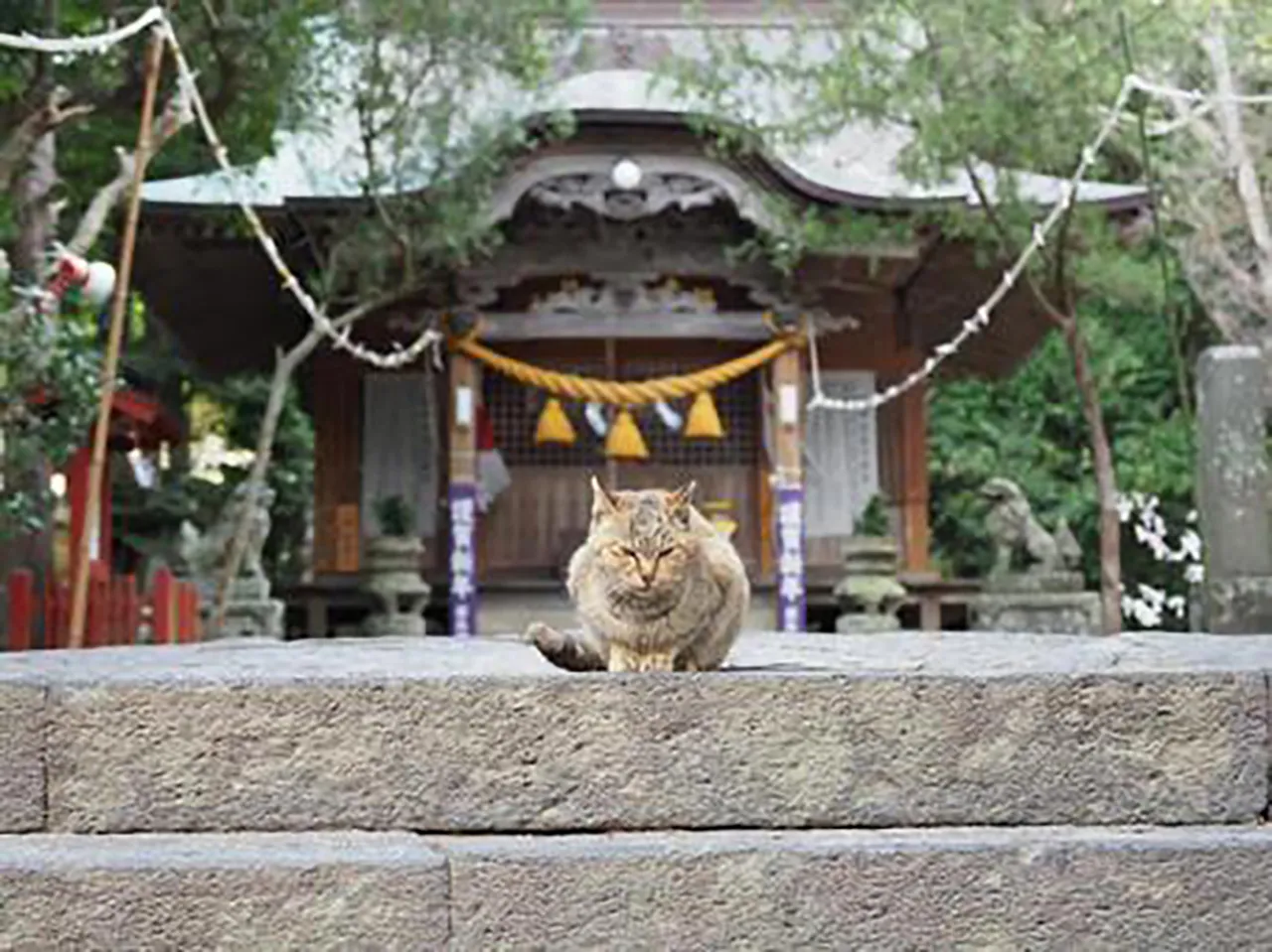 ニャンと怖い！ 猫が棲む心霊スポット大集合