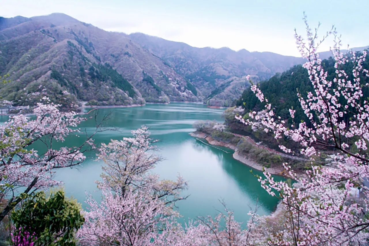 5.奥多摩湖（東京都奥多摩町）- 湖畔の桜と不思議な影