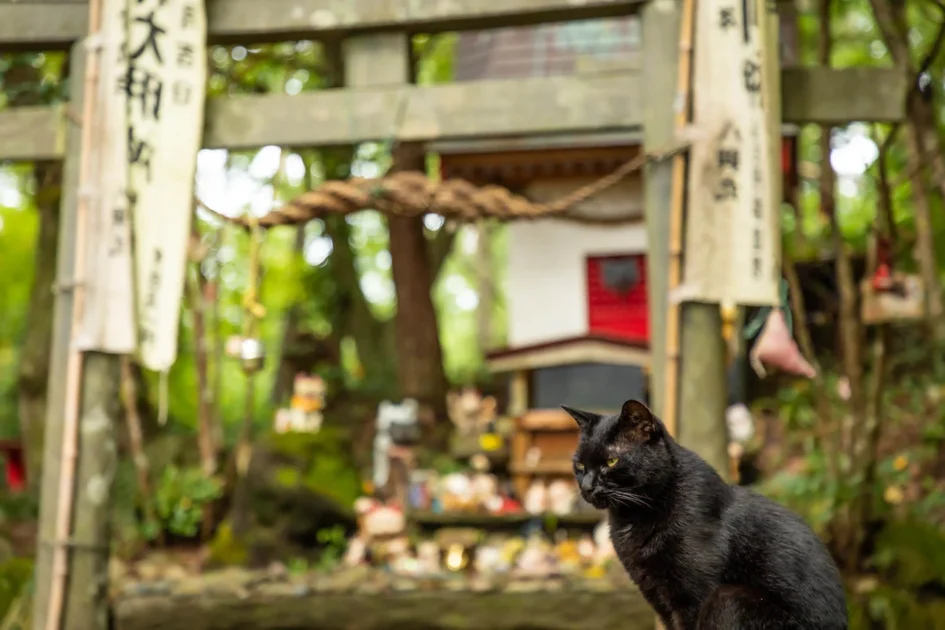 宮城県 心霊スポット 田代島（猫石神社）