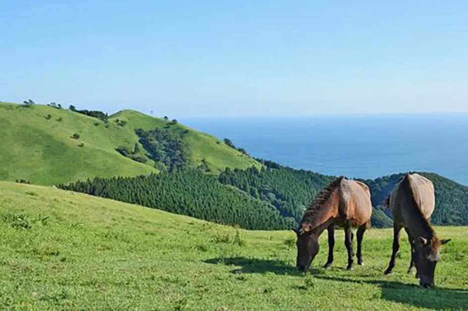 宮崎県 心霊スポット 都井岬（といみさき）