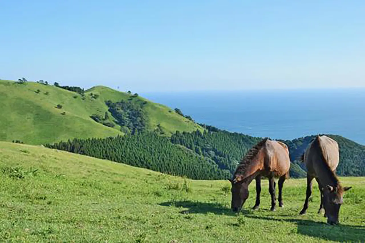 宮崎県 心霊スポット 都井岬（といみさき）