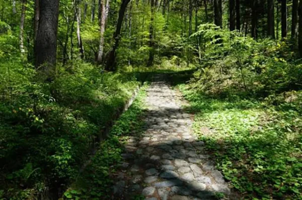 鳥居峠：事故と自殺の霊影がハイキングコースに潜む心霊スポットの真相