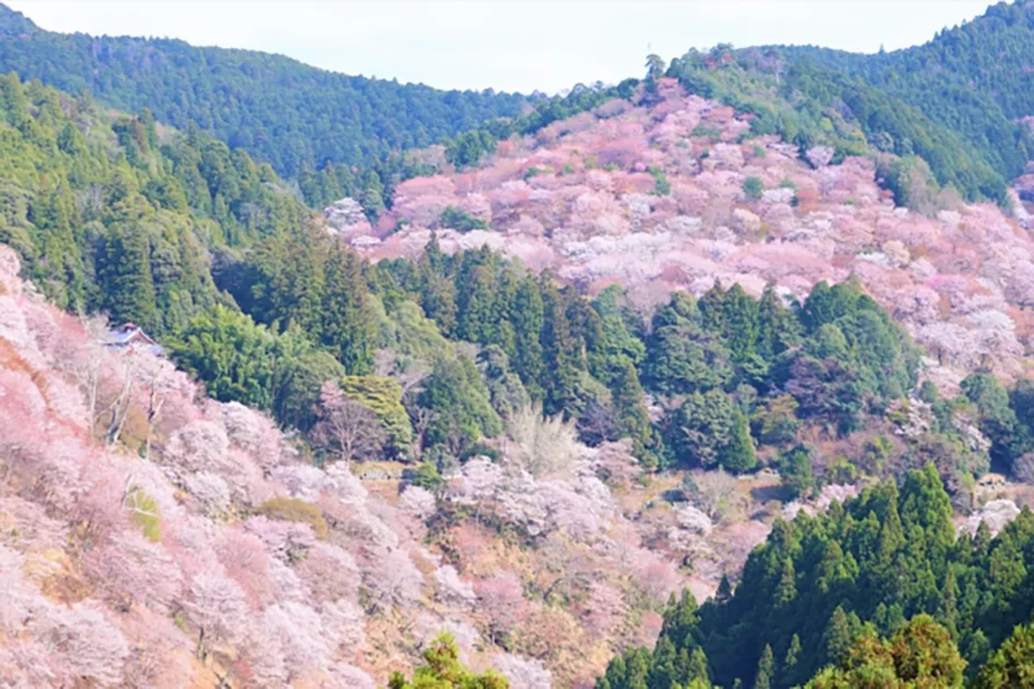 3.吉野山（奈良県吉野郡）- 桜の山と霊的な気配