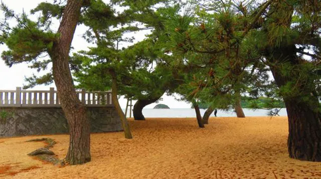 津田の松原（琴林公園）の廃屋：松林の霊が漂う夜と消えた影