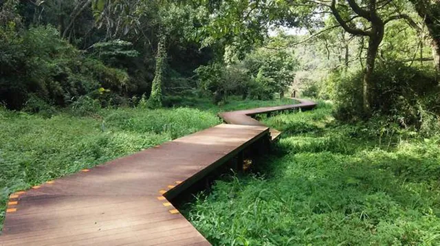 小網代の森遊歩道：夜の森に響く霊的な影と謎の足音