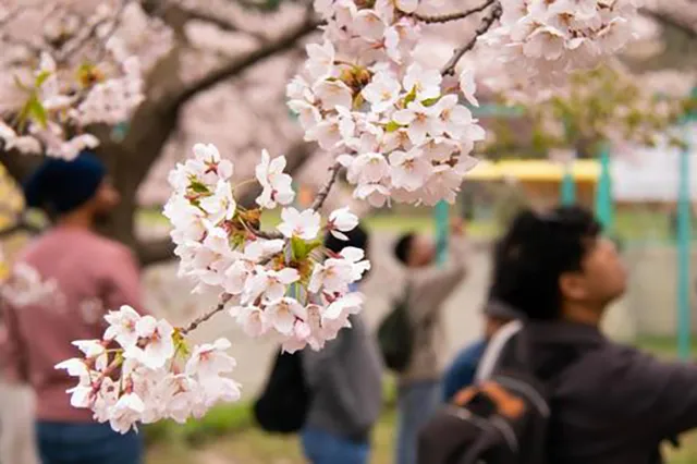 円山公園:札幌の桜名所に潜む幽霊の囁き