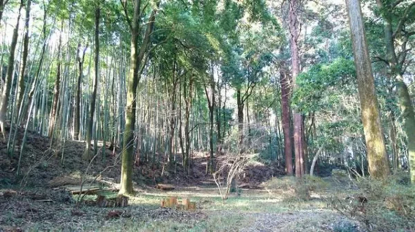 小幡城跡：武士の霊と夜の不気味な気配