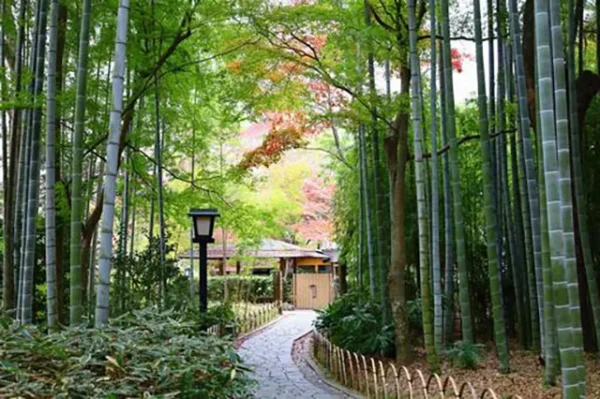 修善寺竹林の小径：霊と夜のささやき