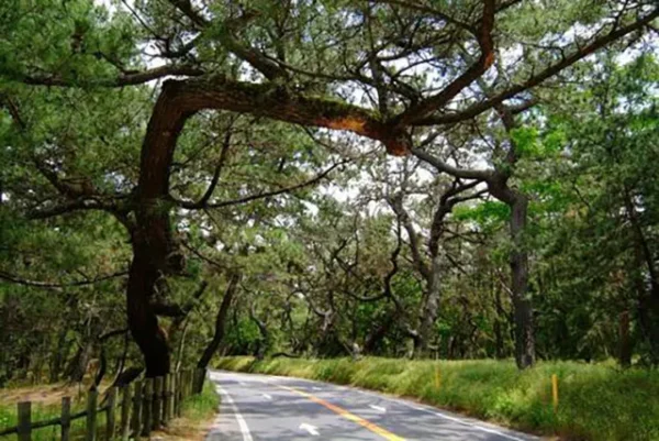 風の松原：代の夜に現れる首吊り自殺の怨念が彷徨うクロマツの森