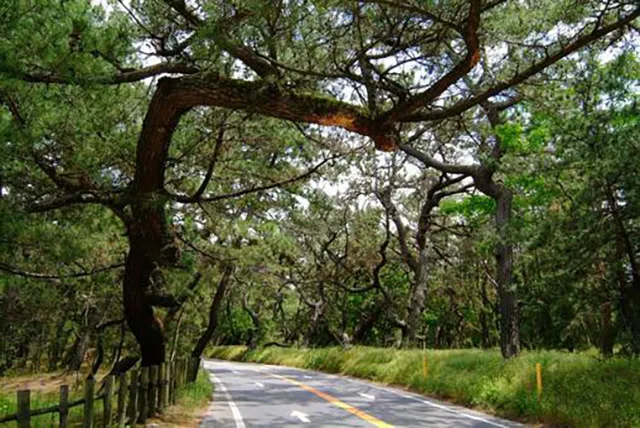風の松原:代の夜に現れる首吊り自殺の怨念が彷徨うクロマツの森