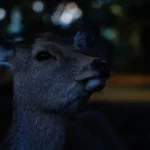 動物の警戒音が“霊の気配”に聞こえる理由：科学が解く野生の警告