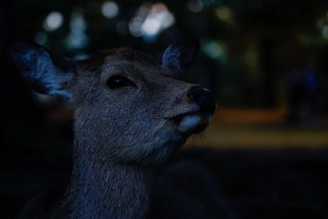 動物の警戒音が“霊の気配”に聞こえる理由：科学が解く野生の警告