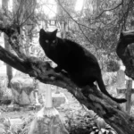 動物の習性が怪談を生むメカニズム：猫の視線や鳥の鳴き声が幽霊に変わる真相