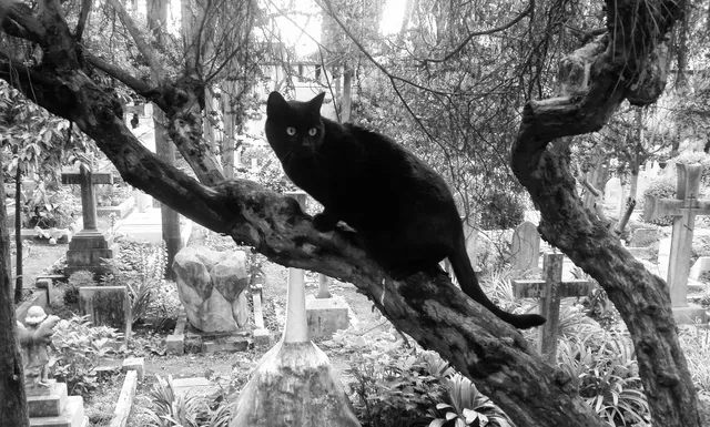 動物の習性が怪談を生むメカニズム：猫の視線や鳥の鳴き声が幽霊に変わる真相