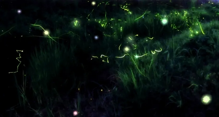生物発光が怪異伝説を生む理由：光る生き物が“幽霊”に変わる科学
