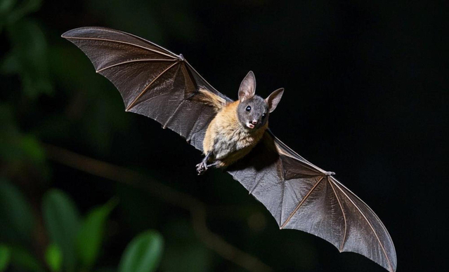 車のフロントガラスに付く手形の検証：“赤い霊の手”の真実