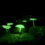 ヤコウタケやヒカリゴケの光が“霊の灯り”に変わる理由