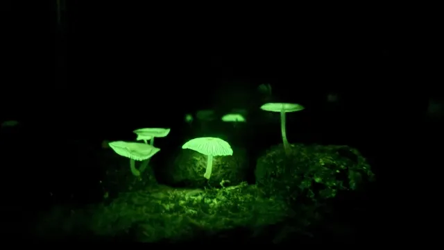 ヤコウタケやヒカリゴケの光が“霊の灯り”に変わる理由