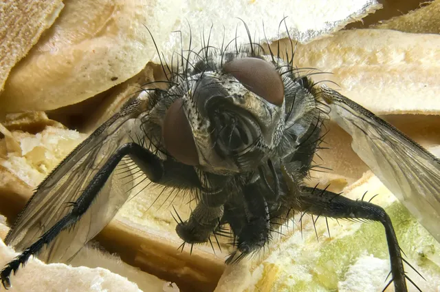 昆虫の羽音が“囁き声”に聞こえる現象：科学が解く小さな羽の恐怖