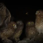 夜行性動物の鳴き声が“人の声”に聞こえる理由：科学が解く闇の幻聴