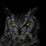 フクロウの行動と怪談の関係：夜の森でフクロウが“霊”に見える理由