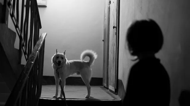 ペットに霊感はあるのか?犬や猫が“特定の場所を避ける”理由