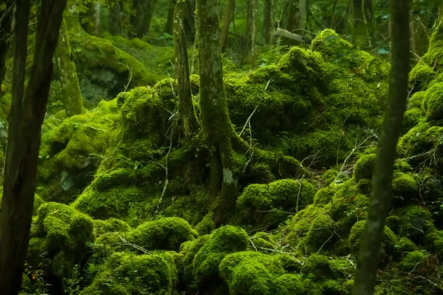 富士の樹海で“幽霊が見える”の理由:霧・影・光学トリックが生む怪異の構造